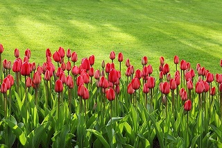 tulips-21620_640.jpg