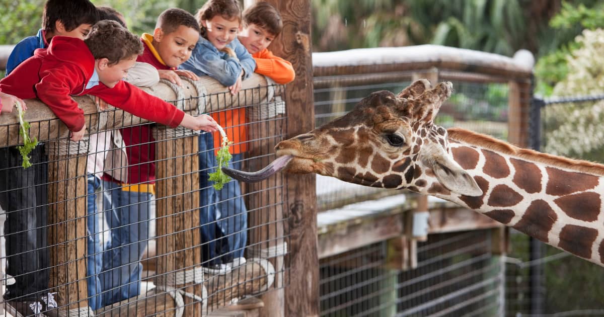 Des enfants qui nourrissent une girafe au zoo