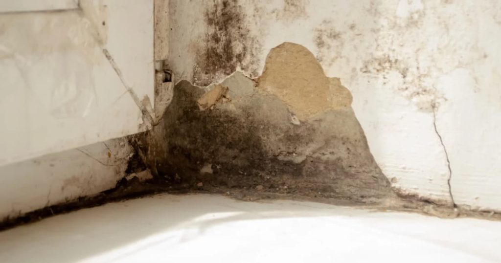 Mur avec moisissures 