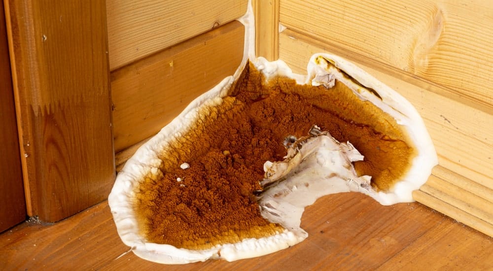 champignons présents sur un plancher et sur un mur en bois d'une maison dû à un problème d'humidité