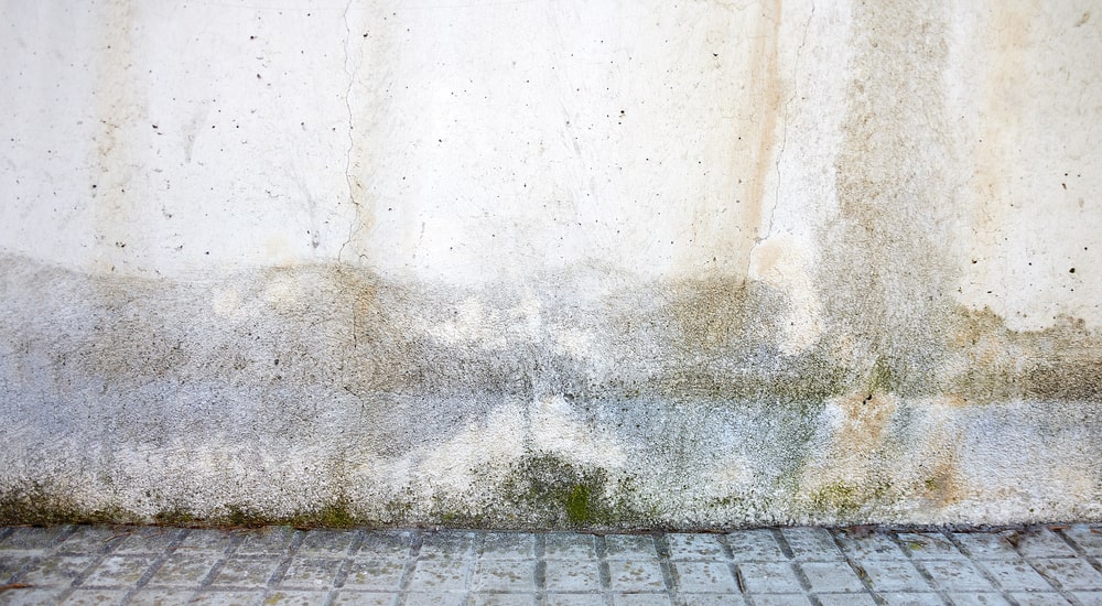 Moisissures liées aux infiltrations d'eau sur un mur extérieur