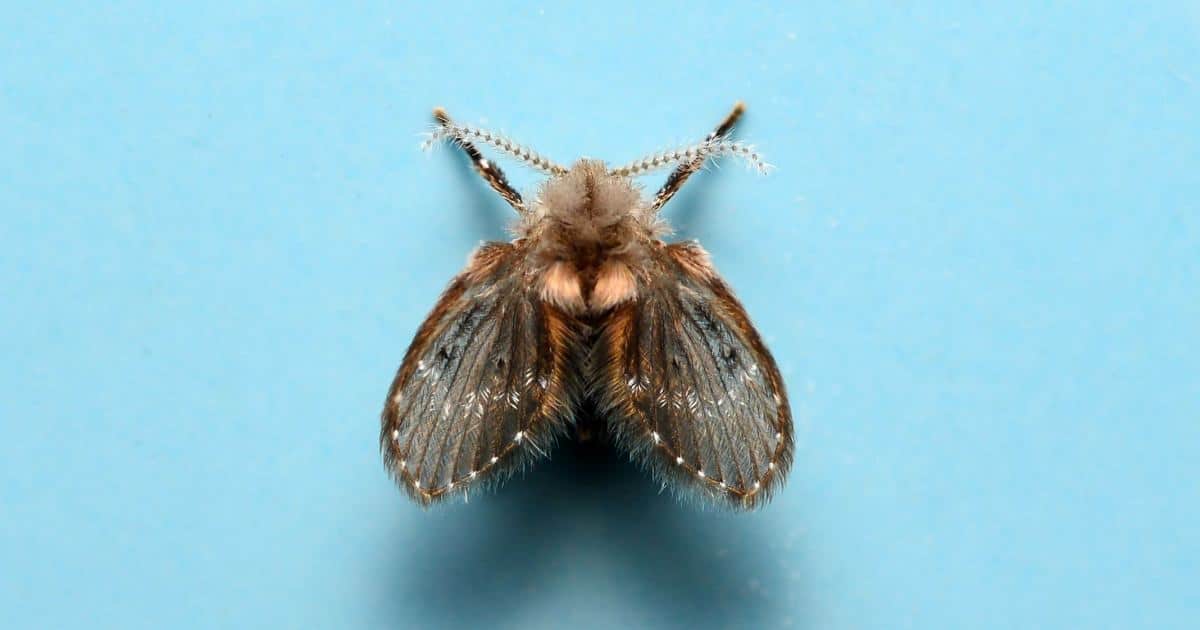 Invasion de Moucherons au Plafond ? Comment S'en Débarrasser Vite.