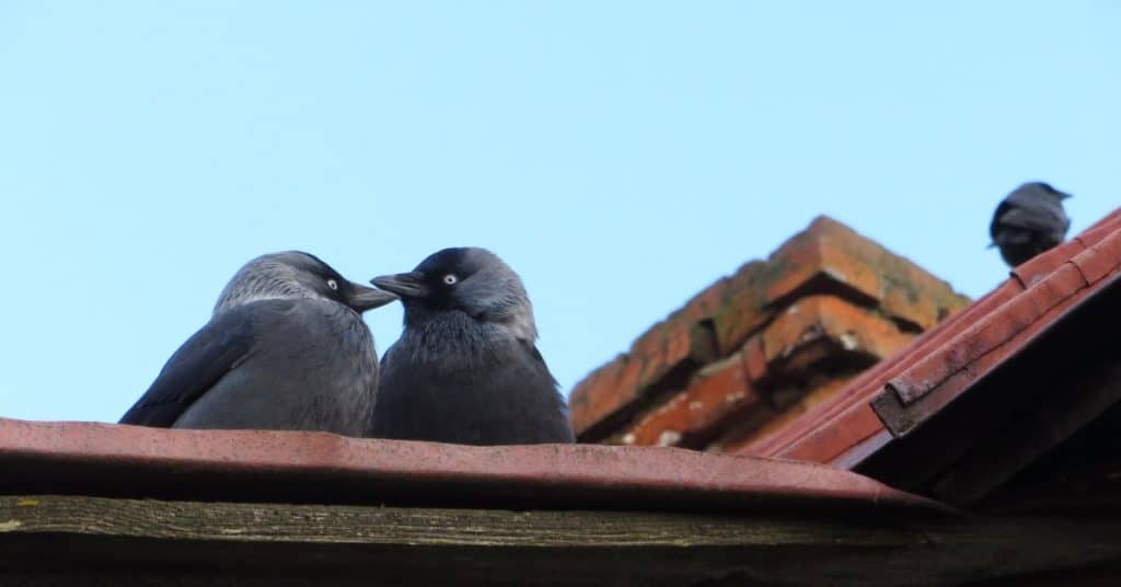 un couple de choucas sur un toit ayant son nid dans la cheminée 