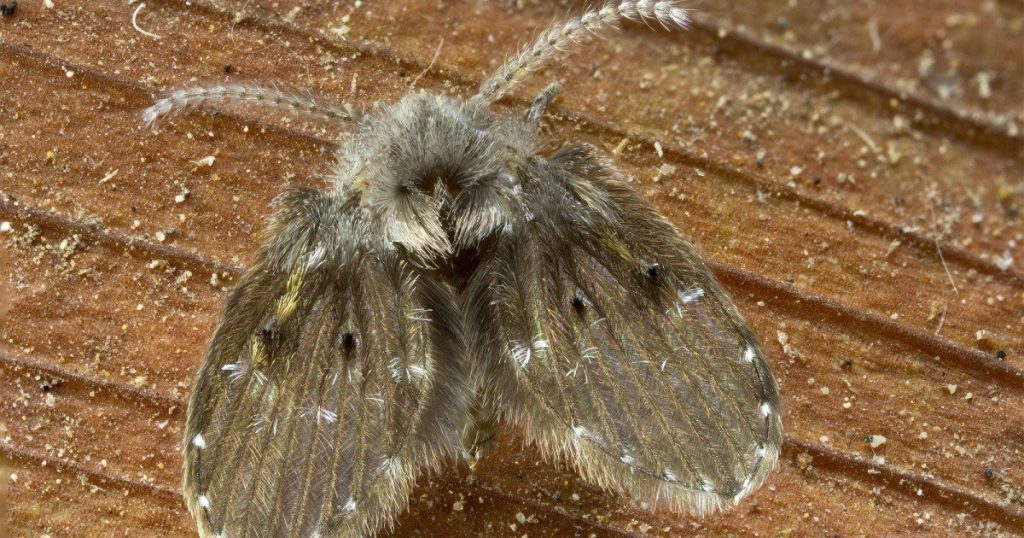 Une mouche à drain ressemble à un petit papillon de nuit 
