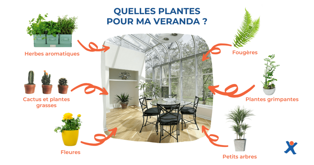 Image montrant les différentes plantes possibles pour une véranda.