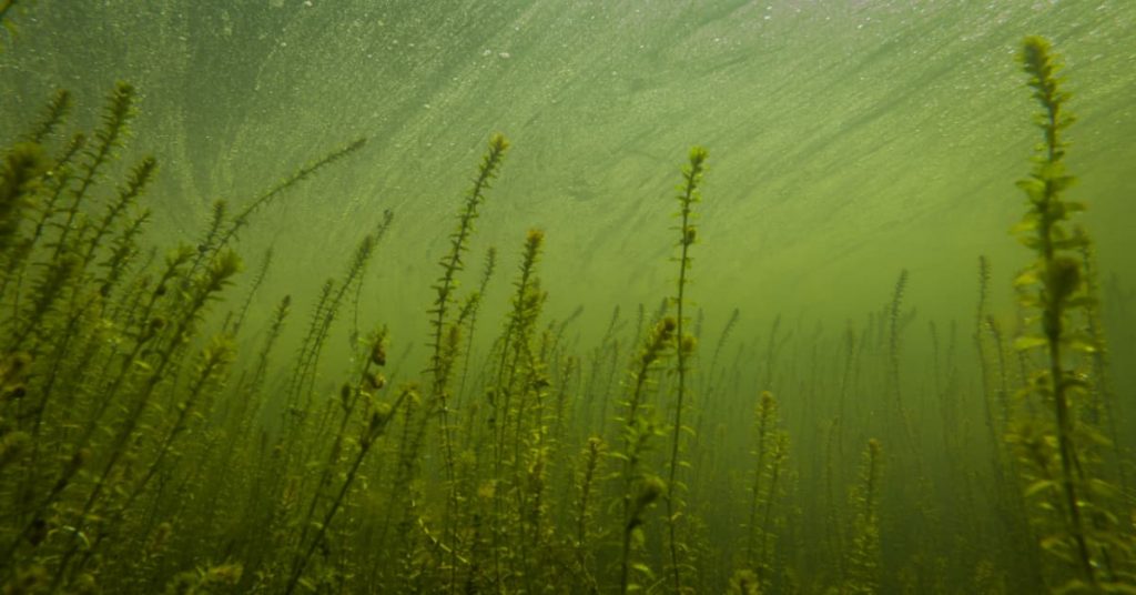 élodées du Canada (plante d'eau)