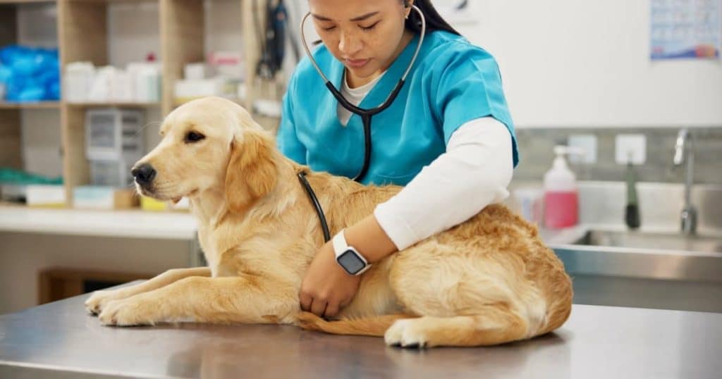 Un chien se fait ausculter par une vétérinaire.  