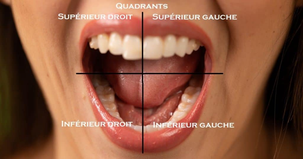 Gros plan sur la bouche ouverte d'une femme. Dessus, sont expliqués les différents quadrants. 
