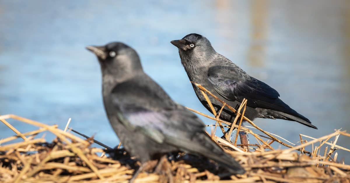Deux choucas dans leur nid.