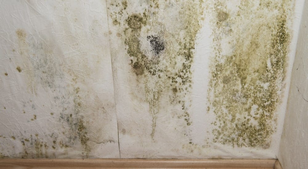 traces d'humidite et moisissure sur un mur avec du papier peint