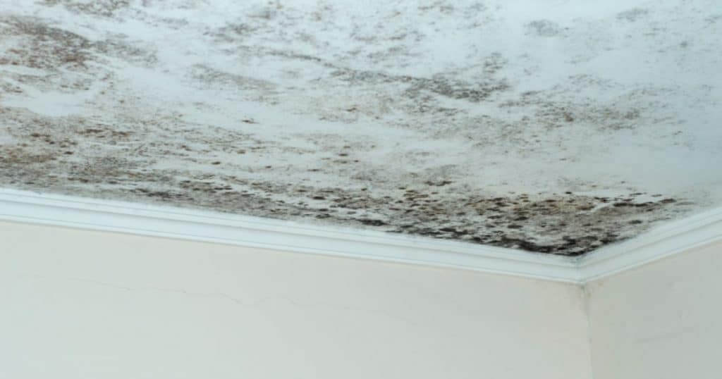 L'angle d'un plafond décoré de moulures et couvert de tâches de moisissures.