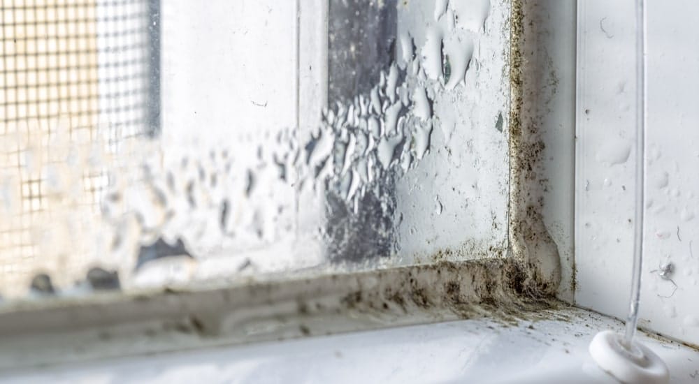 Photo d'un coin d'une fenêtre avec des gouttelettes sur la vitre et de la moisissure sur les joints et le châssis.