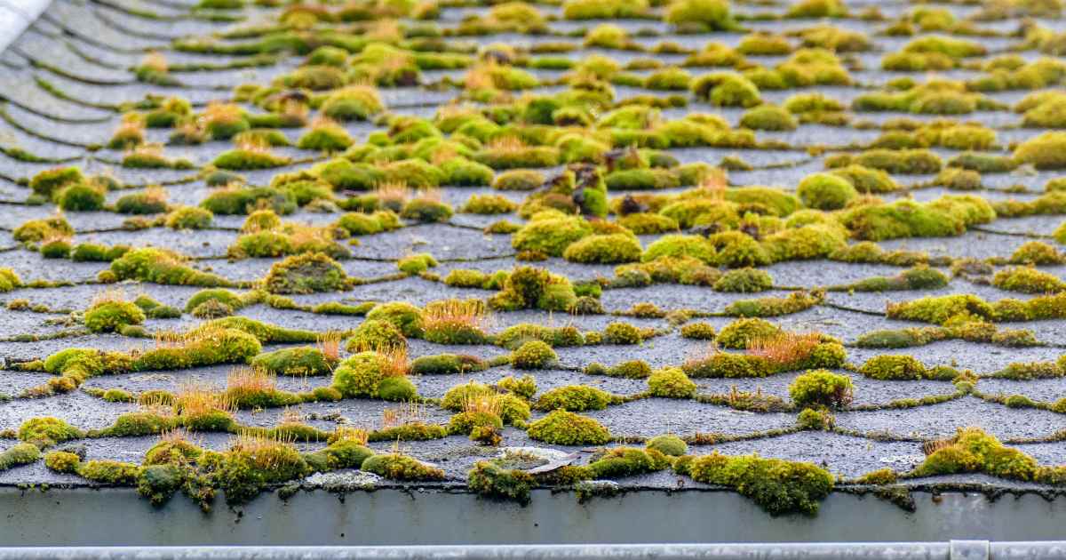 Mousse sur la toiture d'une maison.