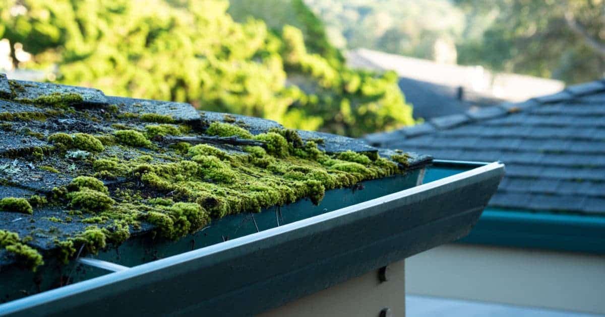 Vue en gros plan d'un toit résidentiel couvert de mousse verte et de débris, avec une gouttière au premier plan.