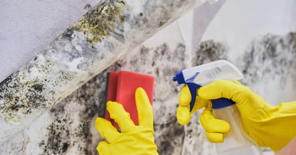 Mains avec des gants en caoutchouc jaunes nettoyant la moisissure se trouvant sur un mur, à l'aide d'une éponge et d'un produit. 