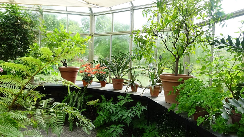 orangerie, extension de maison vitré avec structure en aluminium contenant différentes plantes vertes 