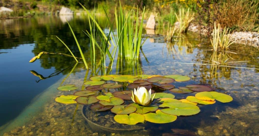 piscine naturelle filtrée à l'aide de végétation