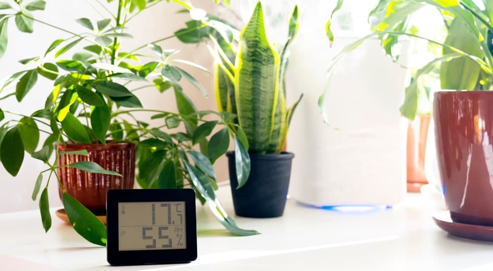 Thermo-hygromètre entouré de plantes absorbantes et d'un déshumidificateur.