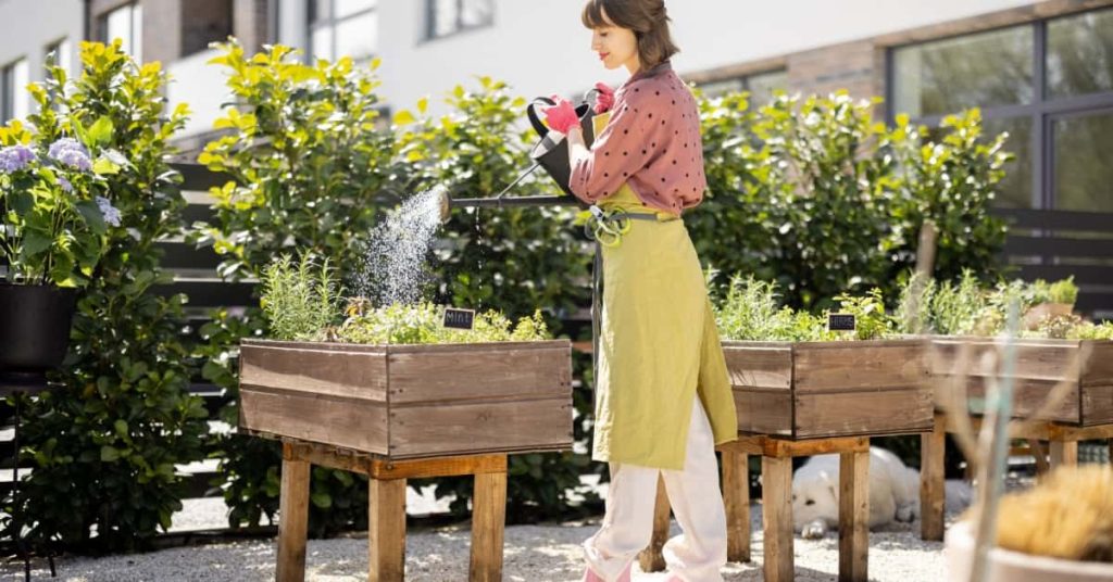 Femme qui arrose de la menthe dans le potager