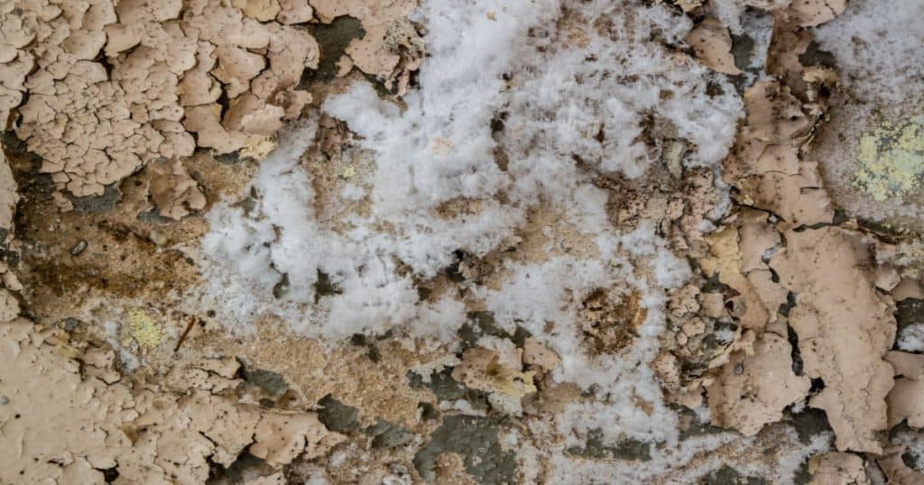 Un mur en pierre recouvert de cristaux de salpêtre. 