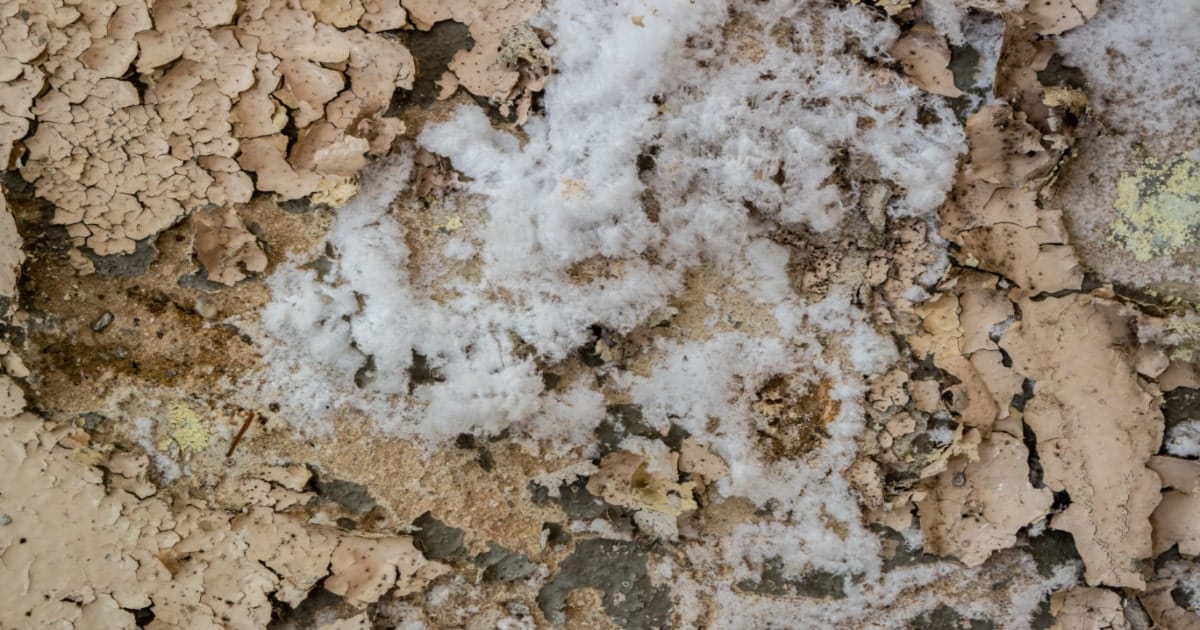 Moisissure Blanche  Reconnaître Et Éliminée !