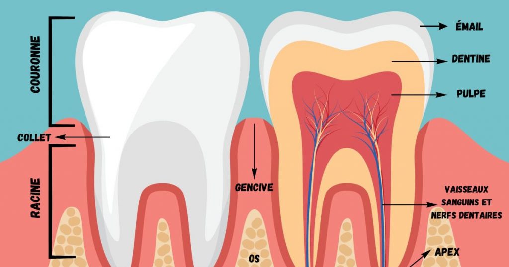 Schéma de la dent qui montre différentes notions : couronne, collet, racine, gencive, os, apex, vaisseaux sanguins et nerfs, pulpe, dentine et émail