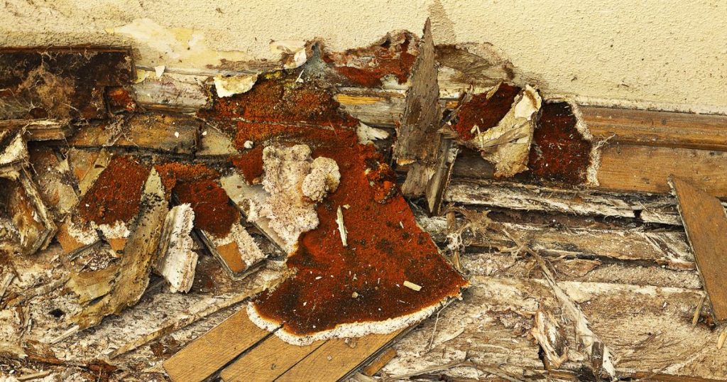 Beschadigde houten vloer door huiszwam, duidelijk voorbeeld waarom huiszwam bestrijden nodig is