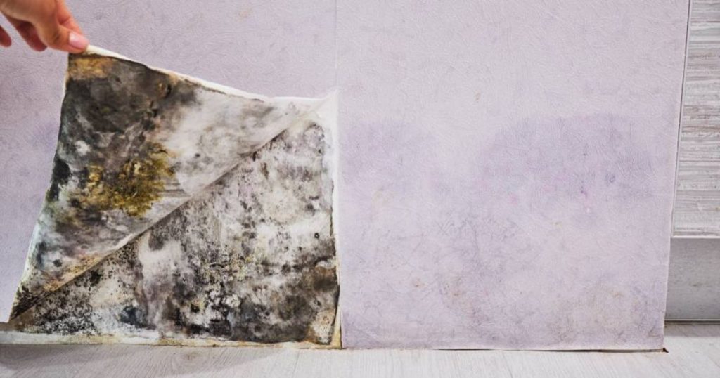 Hand die een stuk behang optilt met daaronder zwarte en witte schimmel op de muur