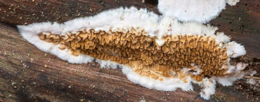 Huiszwam Witte Randen Serpula Himantioides 