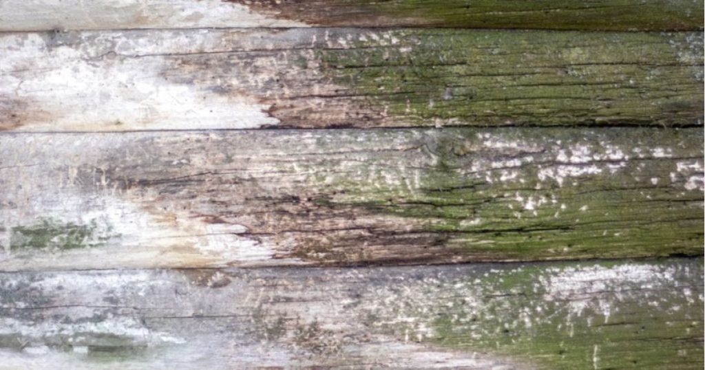 Houten planken naast elkaar met witte en groene schimmelplekken 