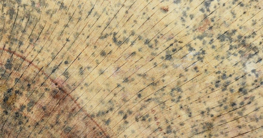 zwarte schimmel op hout