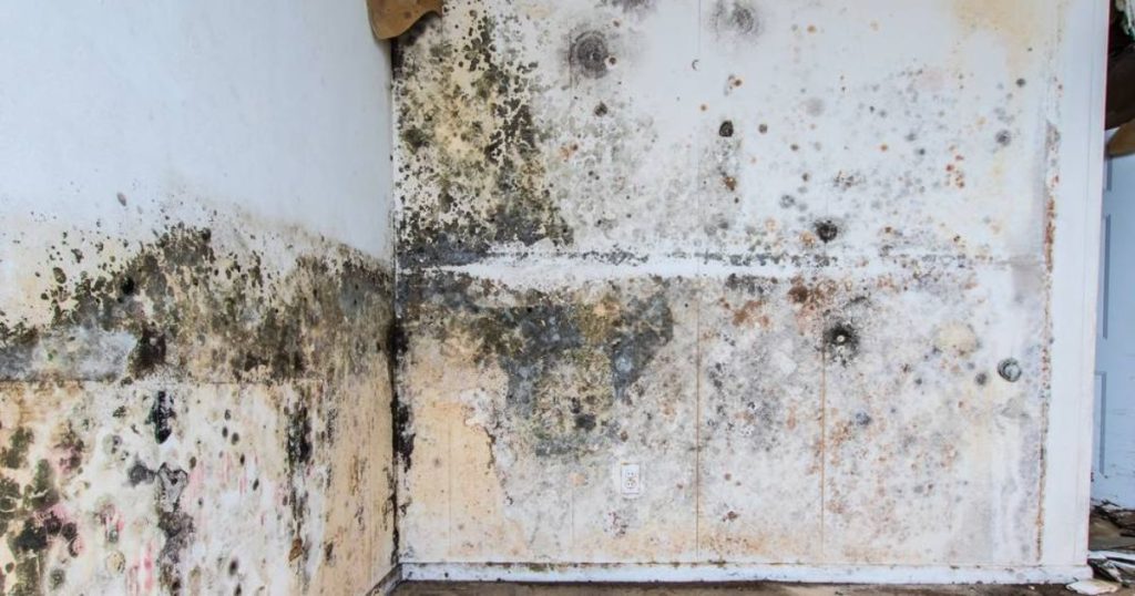 Muur en vloer met zwarte schimmel en vochtplekken in een kelder