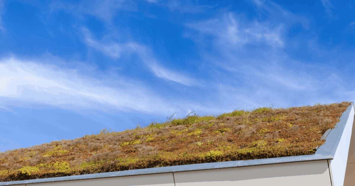 Extensief groendak met hemelsblauwe lucht.