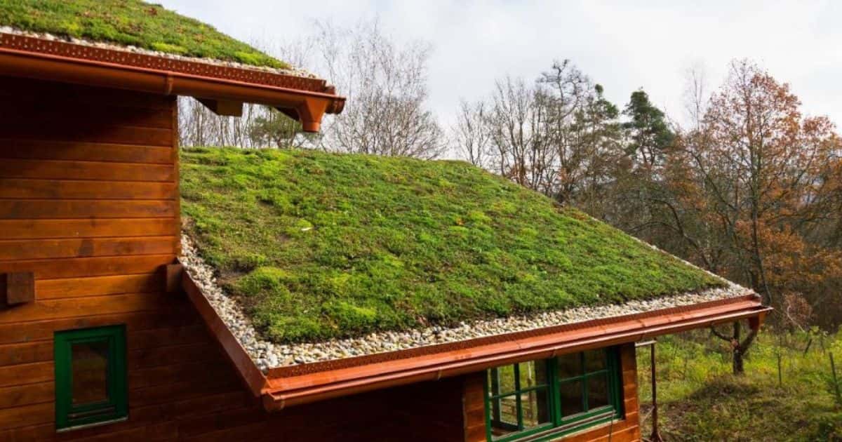 Een woning met houten gevel en een extensief groendak met mossen: een groendak voor een relatief lage prijs.