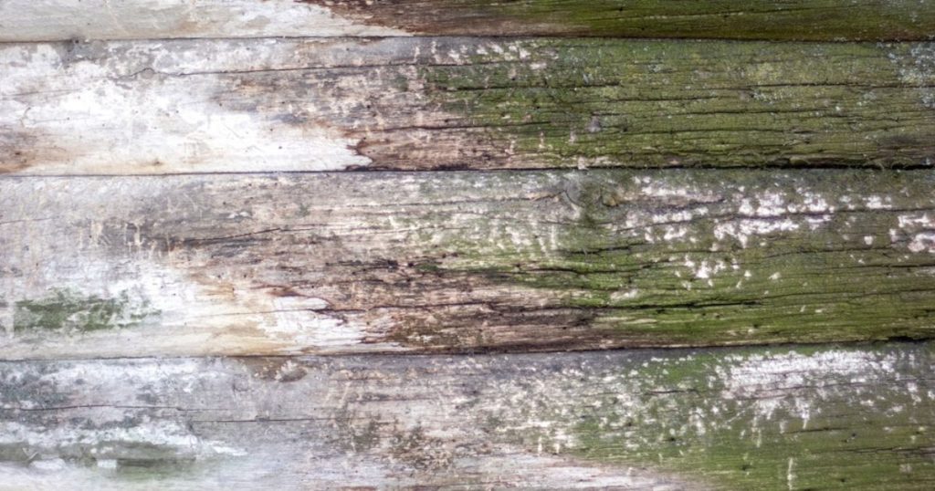Groene en witte schimmel op hout