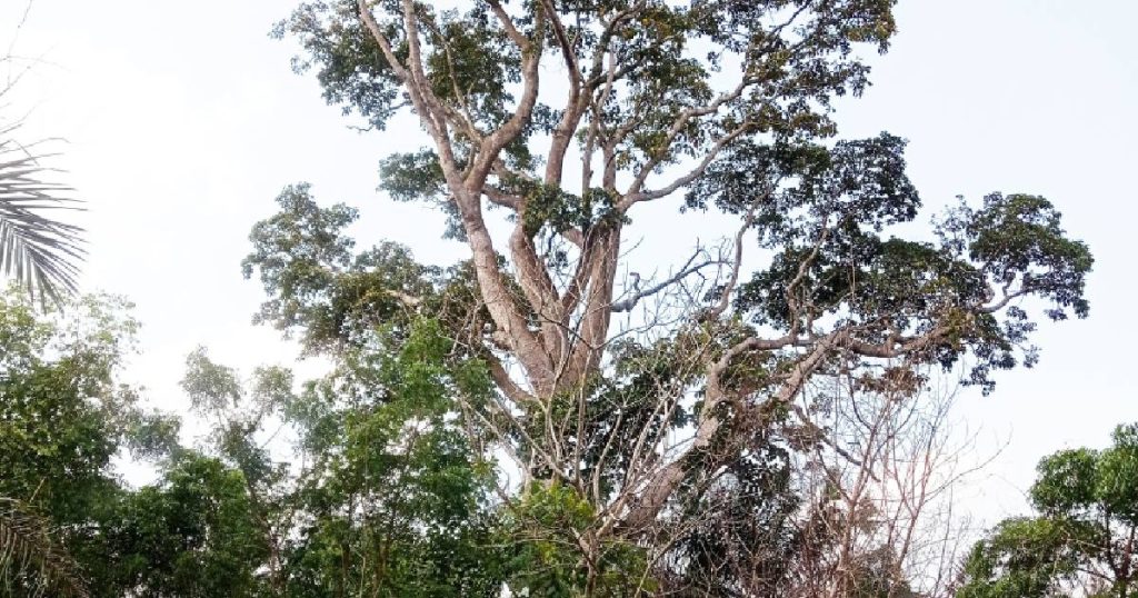 De kambala of iroko boom in de natuurlijke habitat: het West-Afrikaanse regenwoud.