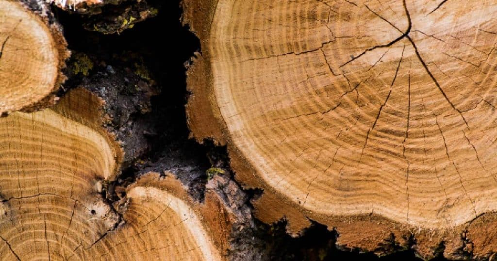 De kopse kant van een ruwe, omgezaagde boomstam met duidelijk zichtbare groeiringen, spinthout, kernhout en schors.