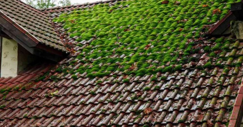 Een dak van een huis is voor de helft bedekt met groene mos.