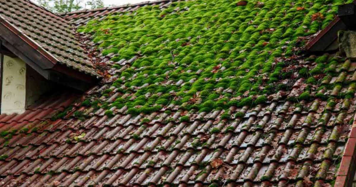 Een dak van een groot huis is volledig bedekt met groene mos.