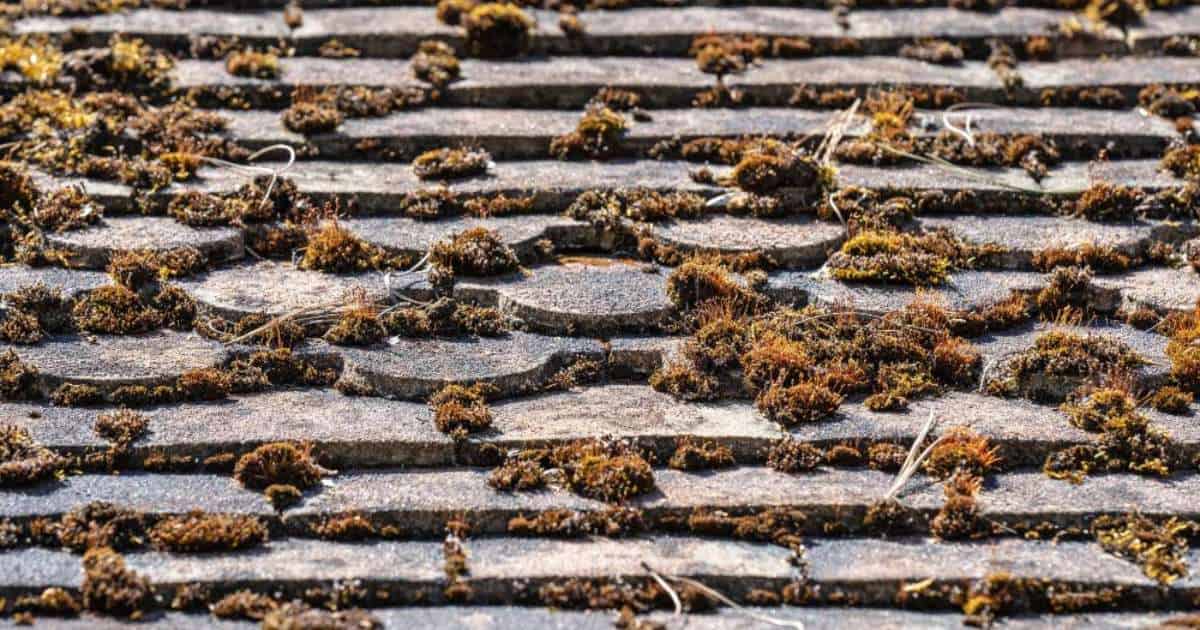 Op het grijze leien dak liggen verspreid matige tot dikke mosresten.