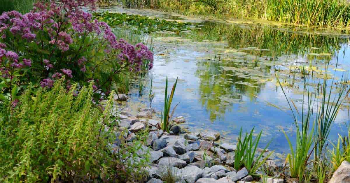 De filterzone van een natuurlijke zwemvijver, met waterzuiverende waterplanten en een rand met keien.