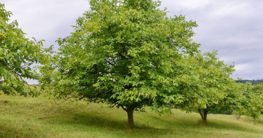 Een notelaar of walnotenboom op een glooiende grasheuvel. Achter de notelaar zijn andere notenbomen zichtbaar.