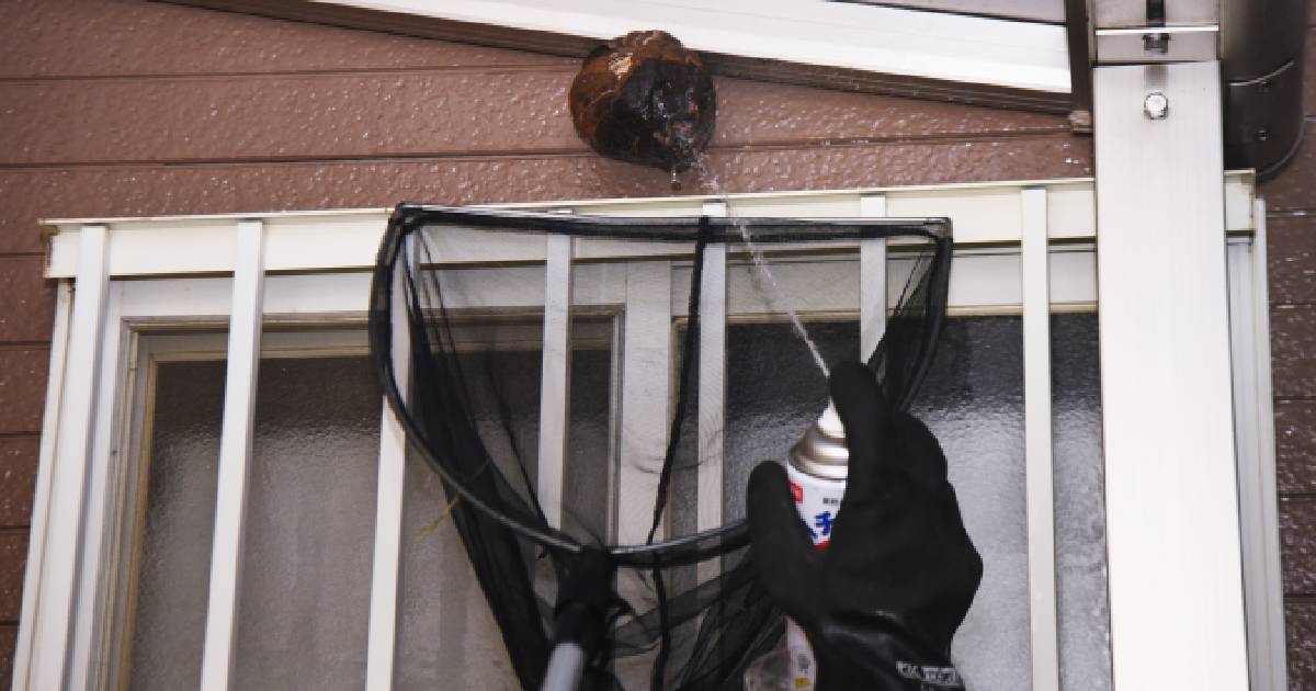 Een specialist in ongediertebestrijding verwijdert een wespennest aan een bruine gevel. Hij draagt zwarte handschoenen en heeft een net vast.