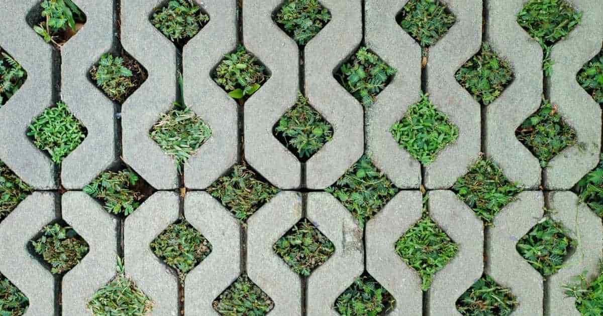 Bovenaanzicht van betonnen grasdallen, met daartussen verschillende soorten gras en andere kleine kruiden.