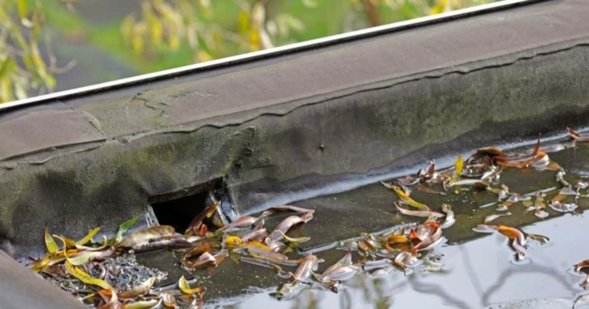 Een plat dak afgewerkt met roofing of EPDM: aan de afloop liggen veel bladeren in een plas water. Indien ze niet op tijd worden verwijderd, kunnen ze voor een verstopping zorgen.