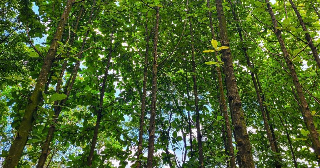 Vooraanzicht van bos met teak bomen.