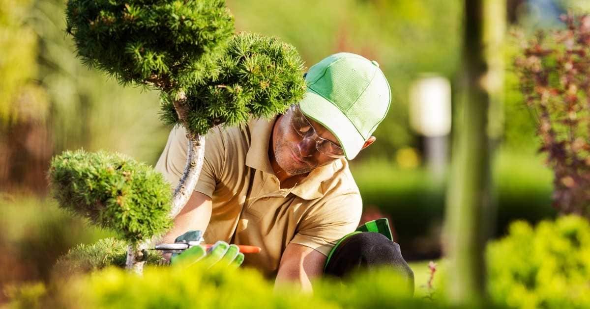 Een tuinman met beige hemd, groene pet en veiligheidsbril is bezig met het snoeien van een klein boompje.