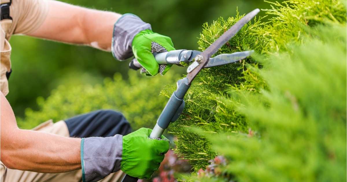 Een tuinman snoeit een taxushaag met een snoeischaar. Hij draagt groen met grijze werkhandschoenen.