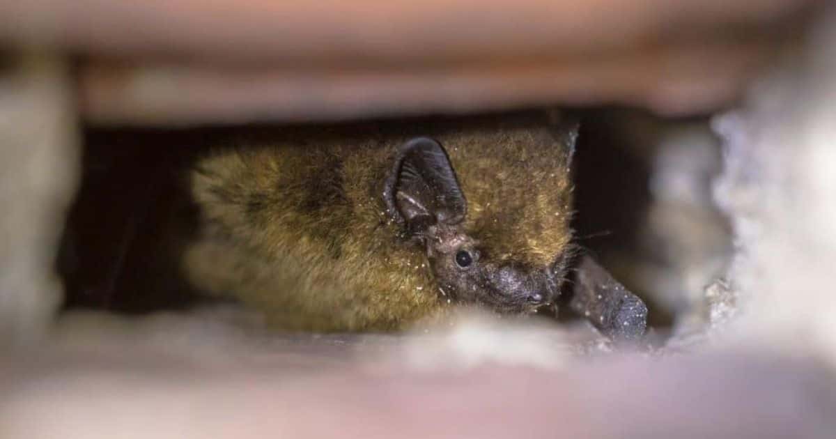 Een vleermuis in een niet-geïsoleerde spouwmuur.