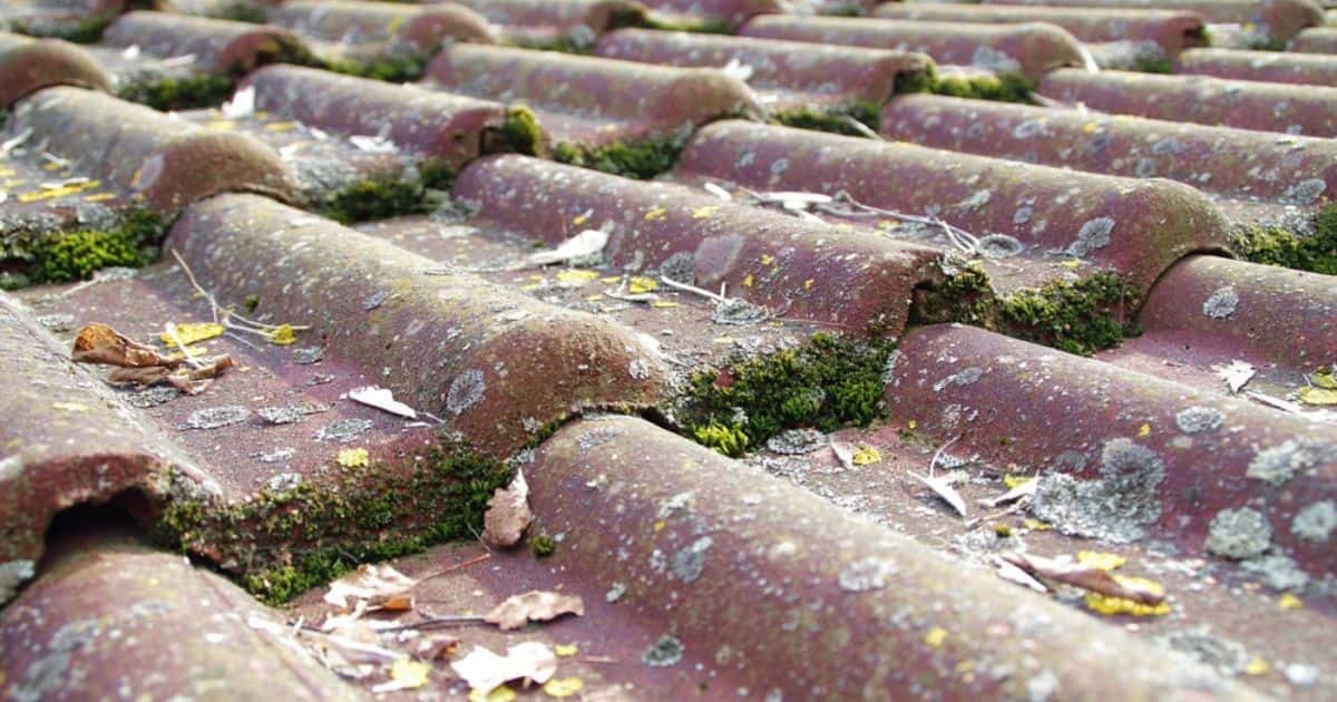Betonnen dakpannen met veel mosgroei; een probleem dat aangepakt moet worden om de levensduur van de dakbedekking te verlengen.